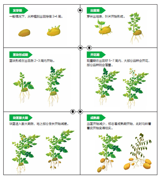 土豆成长记录图图片