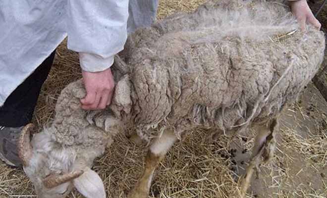 羊疥螨虫病的症状图片图片