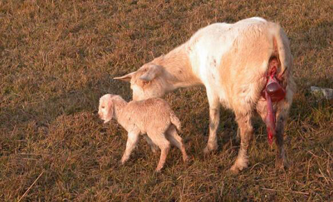 母羊即将产羔的行为特点