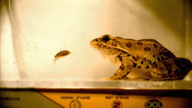青蛙的舌头有多长图片